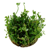 Tropica Marsilea Hirsuta 1-2-Grow! (Easy)