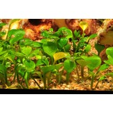 Tropica Marsilea Hirsuta 1-2-Grow! (Easy)