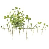 Tropica Marsilea Hirsuta 1-2-grandir! (Facile)