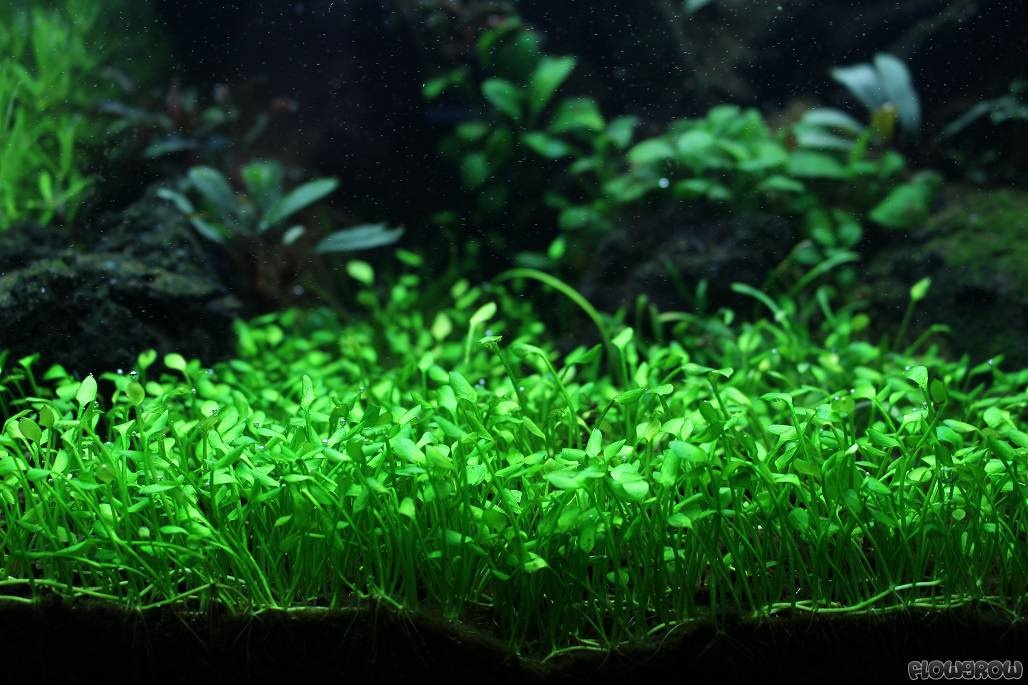 Marsilea angustifolia In vitro