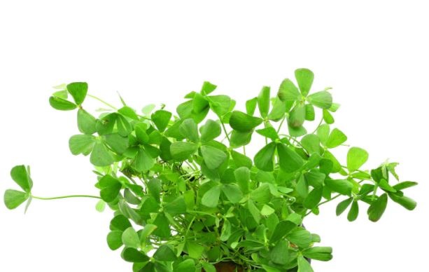 Marsilea angustifolia In vitro