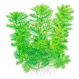 Tropica Hottonia Palustris 1--Grow! In vitro
