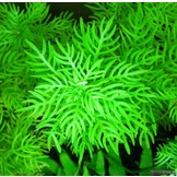 Tropica Hottonia palustris  1-2Grow! In Vitro