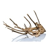 Talawa wood