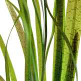Vallisneria spiralis 'Tiger'