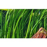 Vallisneria spiralis 'Tiger'