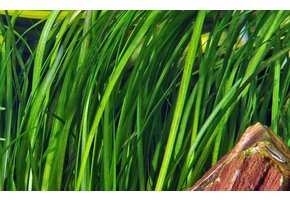 Vallisneria spiralis 'Tiger'