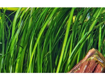 Vallisneria spiralis 'Tiger'