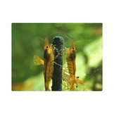 GlasGarten Shrimp Lollies - Algae sticks - 8 pcs