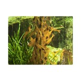 GlasGarten Shrimp Lollies - Algae sticks - 8 pcs