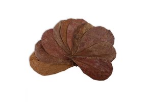 Catappa leaves 10 pcs