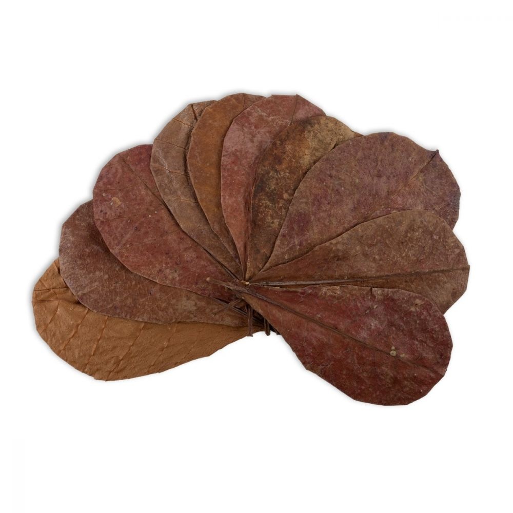 Catappa leaves 10 pcs