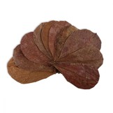 Dennerle Catappa leaves 10 pcs