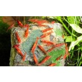 Dennerle Shrimp king Yummi Gum 50g