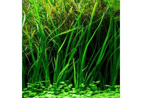 Tropica Cyperus Helferi