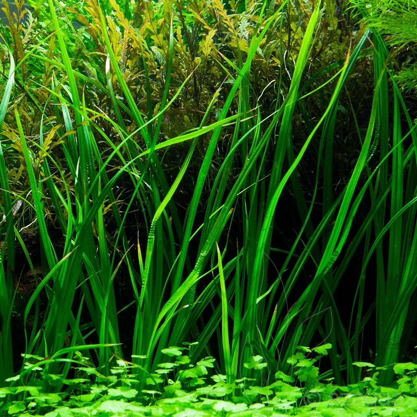 Tropica  Cyperus helferi