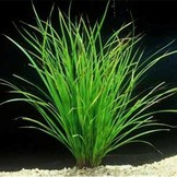 Tropica Cyperus Helferi