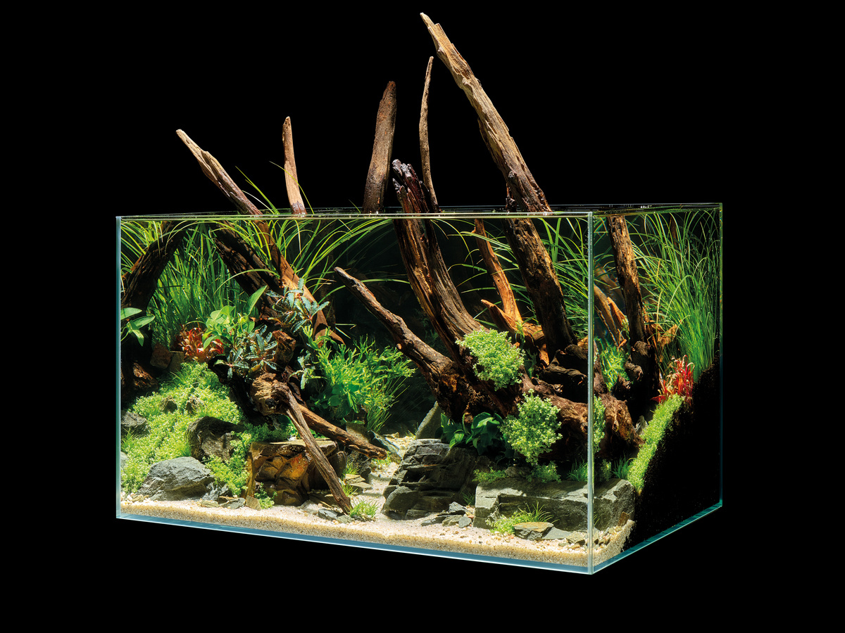 Aquarium 10L 20x20x25 aquarium aquascaping plante aquarium paris