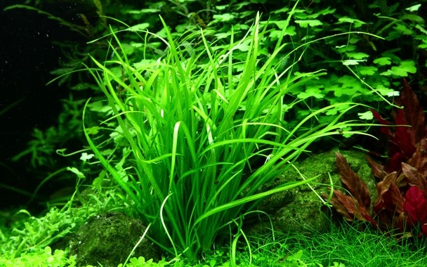 Helanthium tenellum Red - In Vitro
