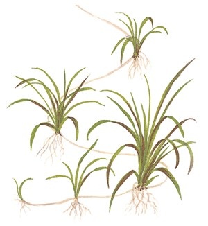 Helanthium tenellum Red - In Vitro