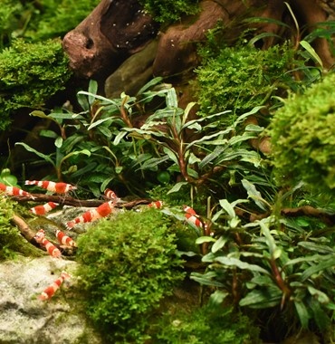 Bucephalandra micrantha Needle leaf - in vitro - Limited edition