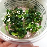 Bucephalandra micrantha Needle leaf - in vitro - Limited edition