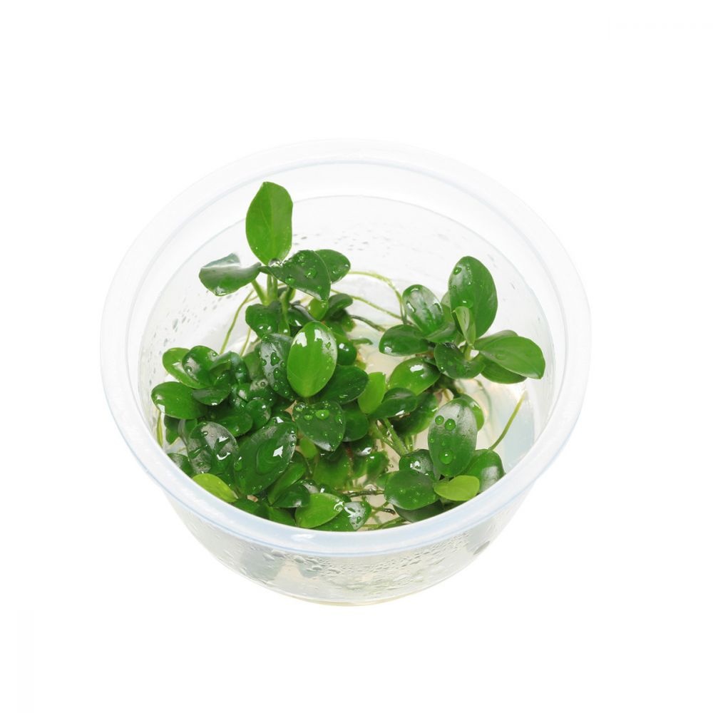 Tropica  Anubias barteri 'Petite In Vitro