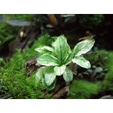 Anubias barteri var. nana 'Pinto'