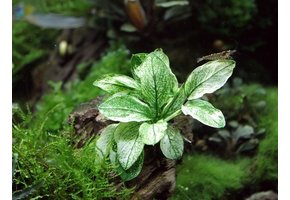 Anubias barteri var. nana 'Pinto'