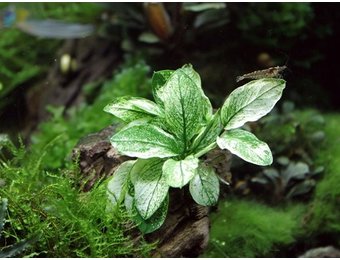Anubias barteri var. nana 'Pinto'