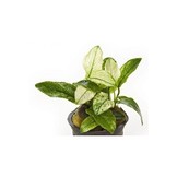 Anubias barteri var. nana 'Pinto'