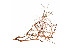 Scaping Twigs - details