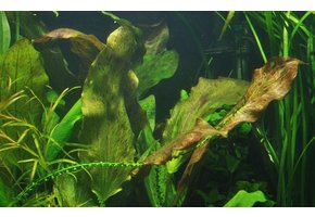 Echinodorus ozelot