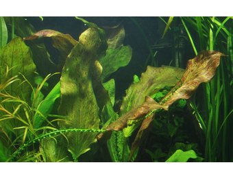 Echinodorus ozelot