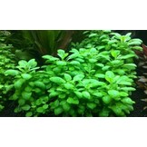 Tropica Lobelia cardinalis Mini - In Vitro
