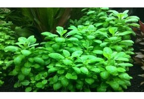 Tropica Lobelia cardinalis Mini - In Vitro