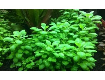 Tropica Lobelia cardinalis Mini - In Vitro