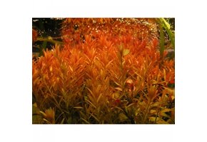 Rotala Orange Juice - Pot