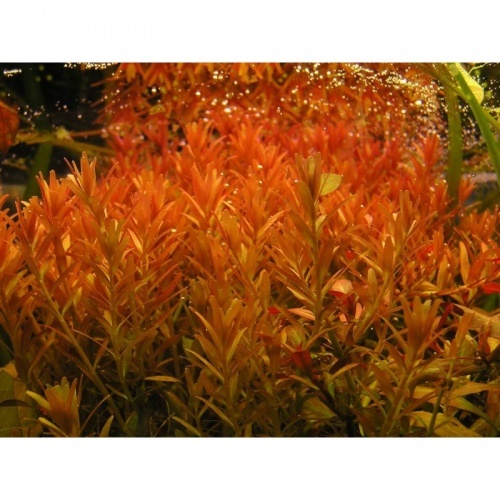 Rotala Orange Juice - Pot