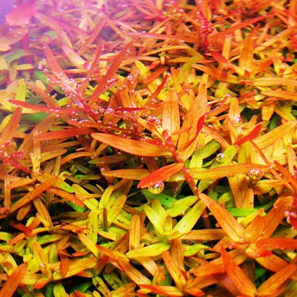 Rotala Orange Juice
