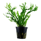 Microsorum pteropus 'Windeløv'