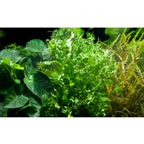 Microsorum pteropus 'Windeløv'