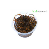 Cryptocoryne Spiralis Red  "Limited Collection" In Vitro