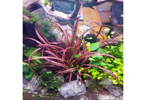 Cryptocoryne Spiralis Red  "Limited Collection" In Vitro