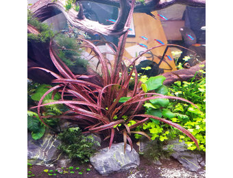 Cryptocoryne Spiralis Red  "Limited Collection" In Vitro