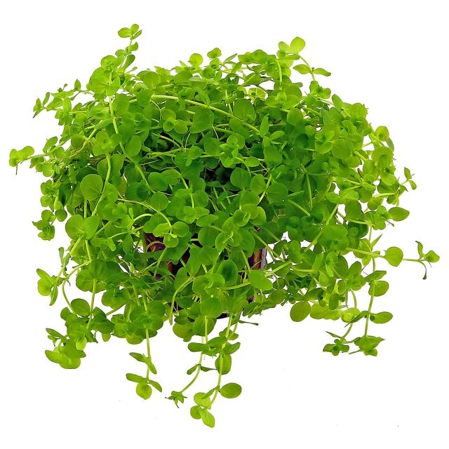 Micranthemum umbrosum In Vitro