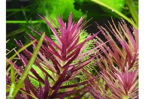 Tropica Limnophila Hippuroides - In Vitro