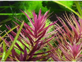 Tropica Limnophila Hippuroides - In Vitro