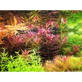Tropica Limnophila Hippuroides - In Vitro