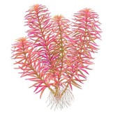 Tropica Limnophila Hippuroides - In Vitro